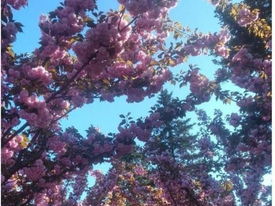 Jardín Estacional con Floración de cerezos en Valencia — Feronia Paisajismo